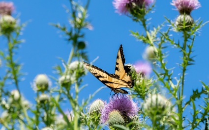 Onderzoek: tevredenheid uitkeringsgerechtigden stijgt, werkgevers blijven kritisch